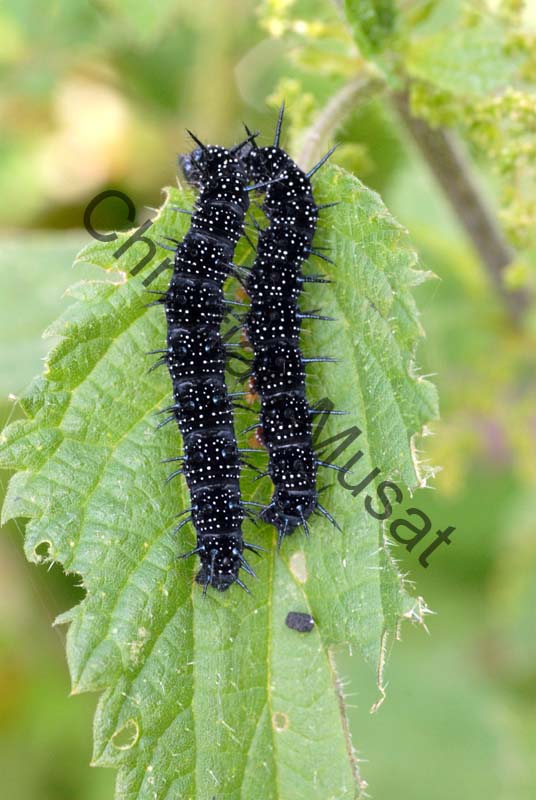 chenille paon du jour 002