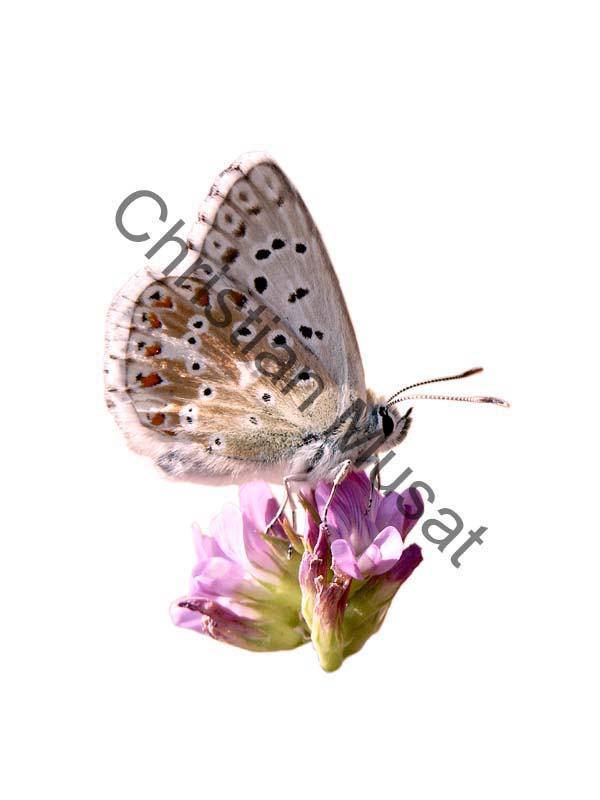 detourage papillon argus 01