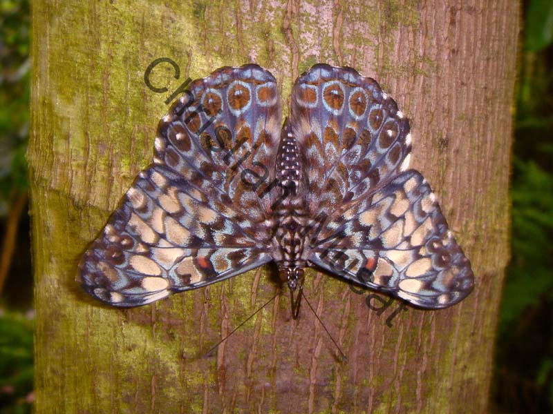hamadryas 001