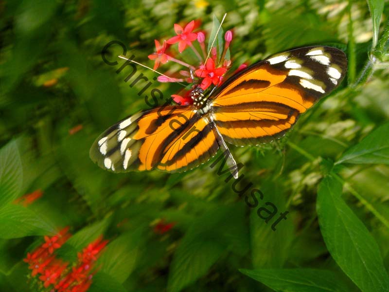 heliconius 006