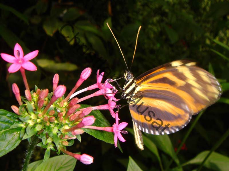 heliconius 009