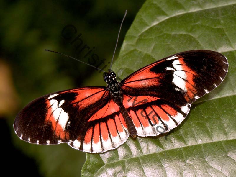 papillon 001