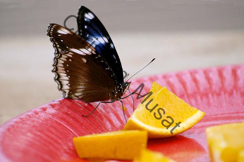papillon 002