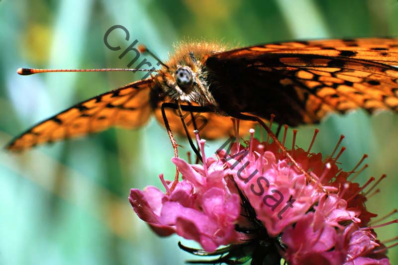 papillon 012