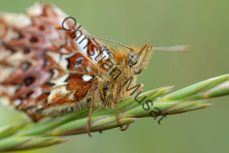 papillon 014
