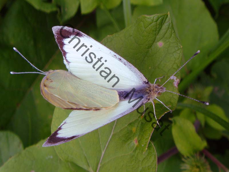 pièride 006