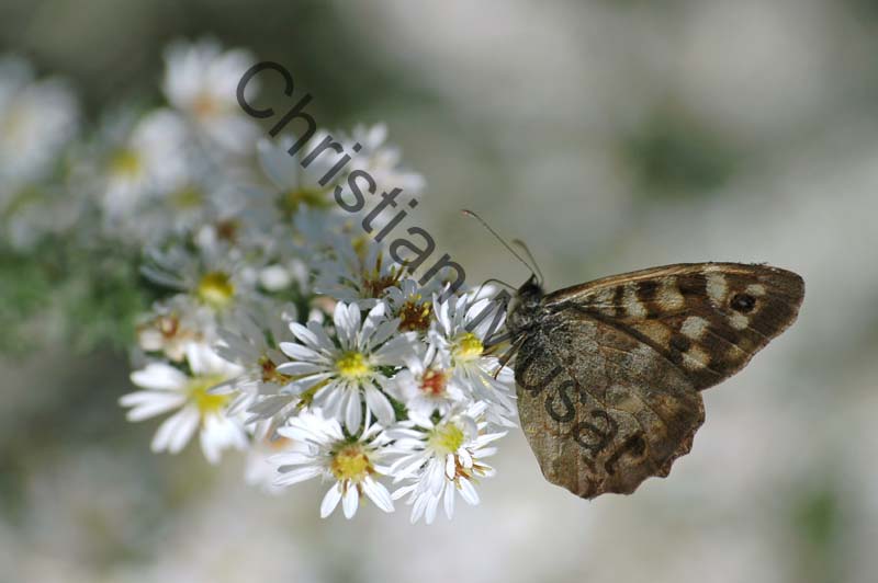 tircis 002