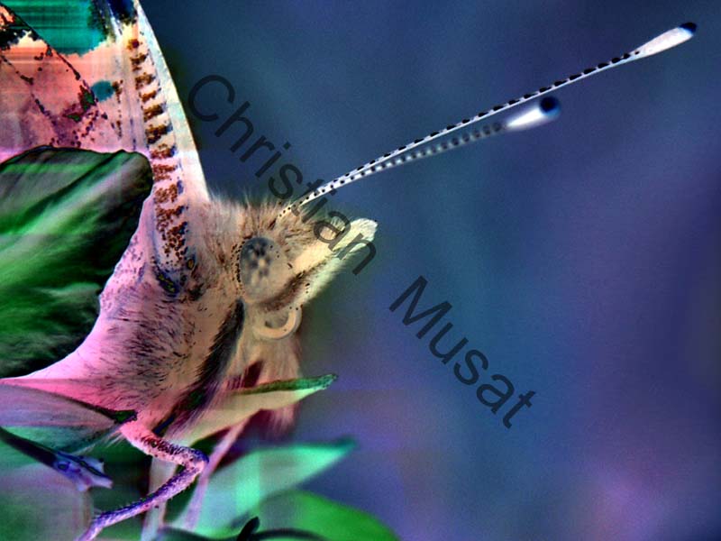 papillon effet 023