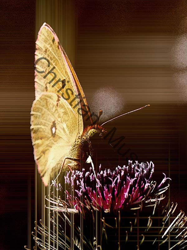 papillon effet 024
