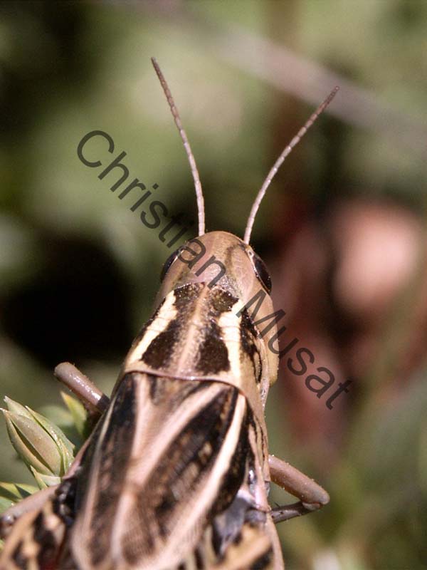 criquet 012