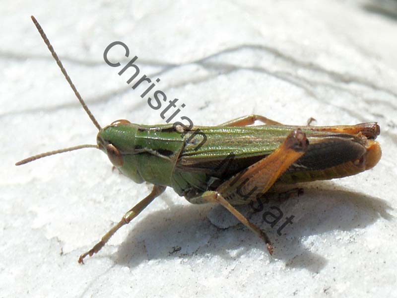 criquet 016