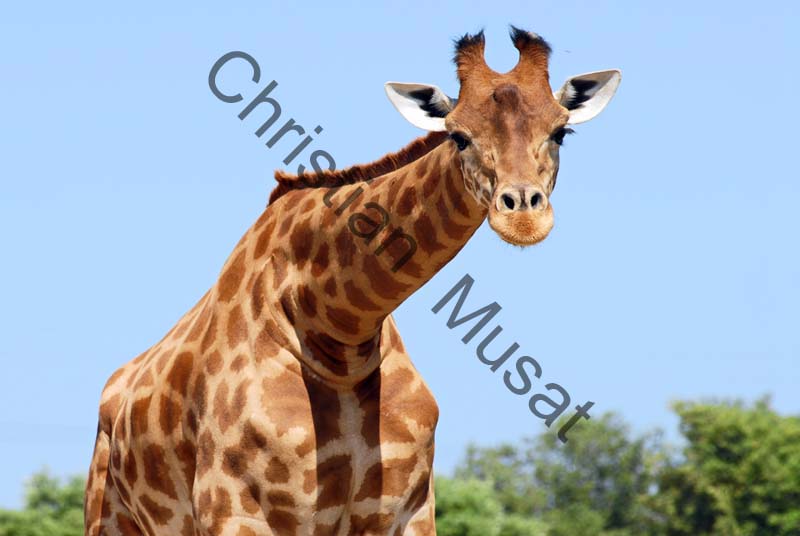 girafe 09