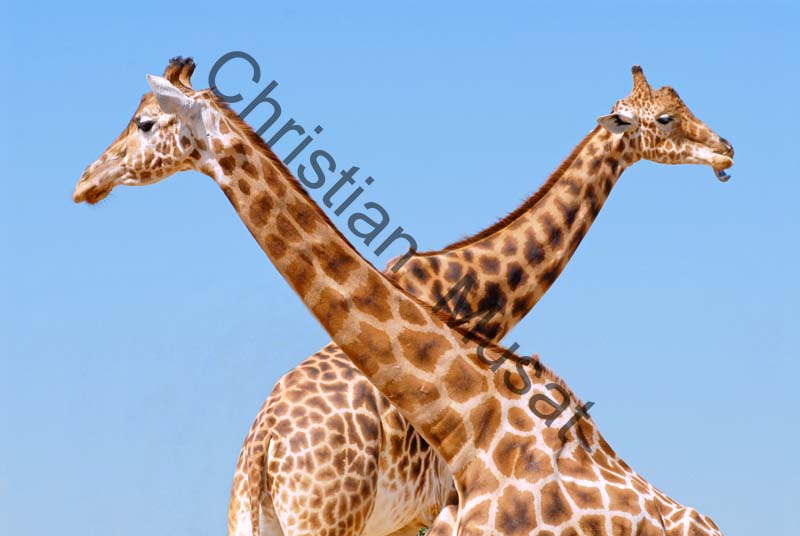 girafe 10