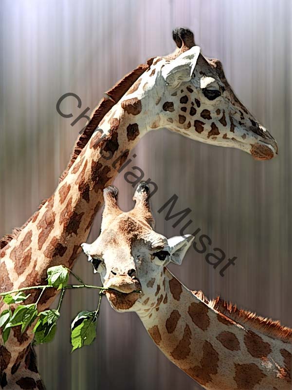 girafe effet 001