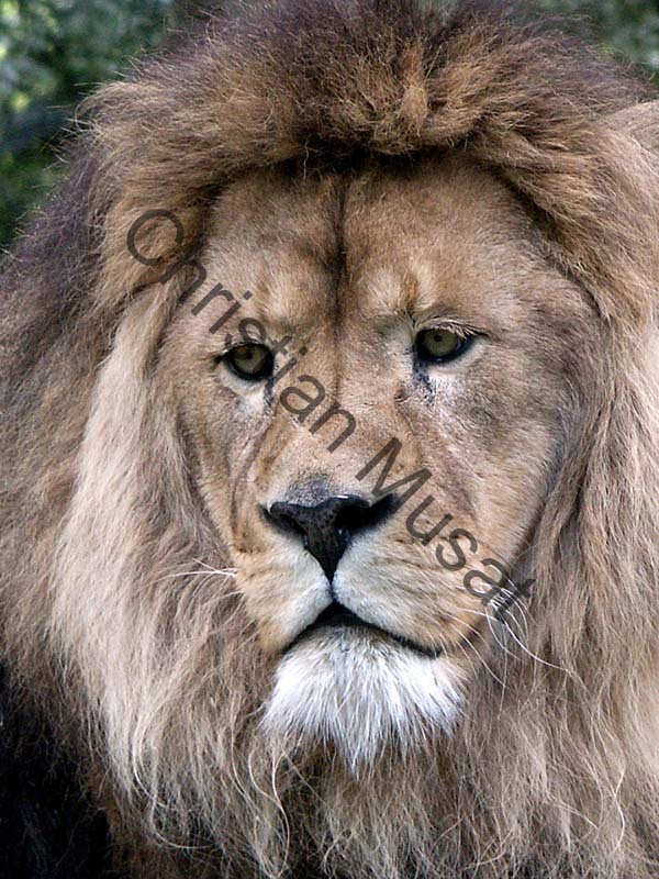 lion 10