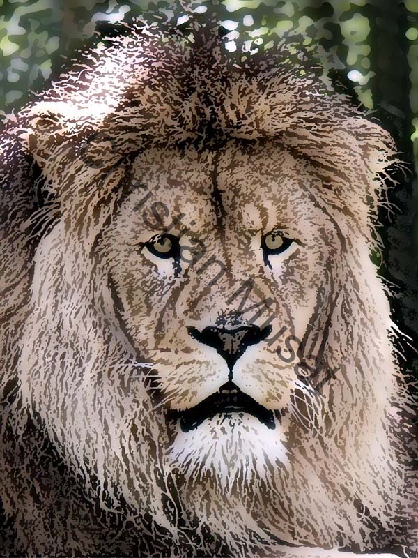 lion effet 01