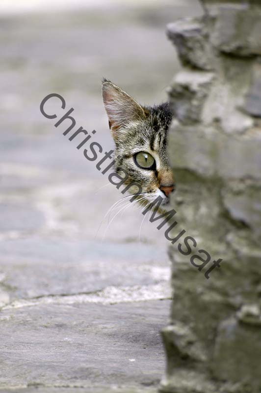 chat tigre 01