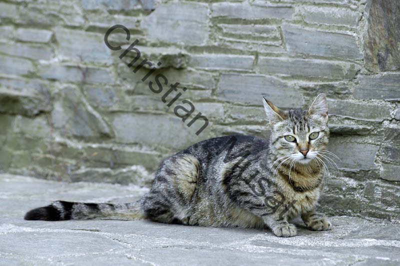 chat tigre 04