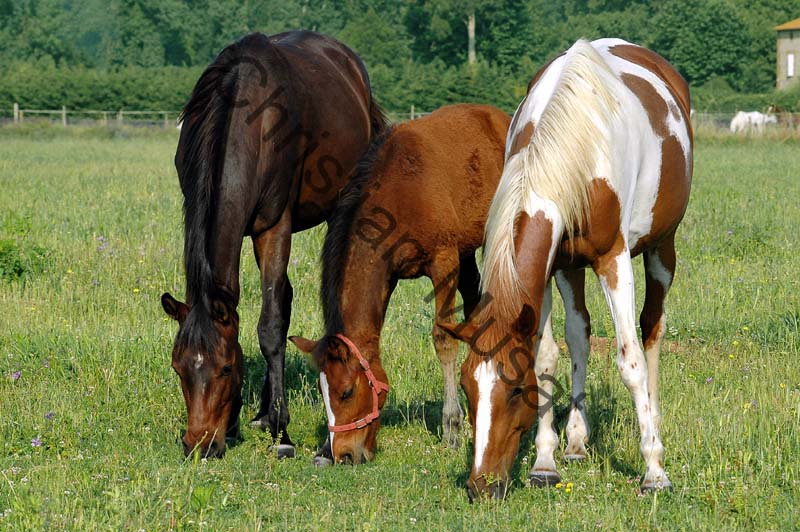 cheval 05