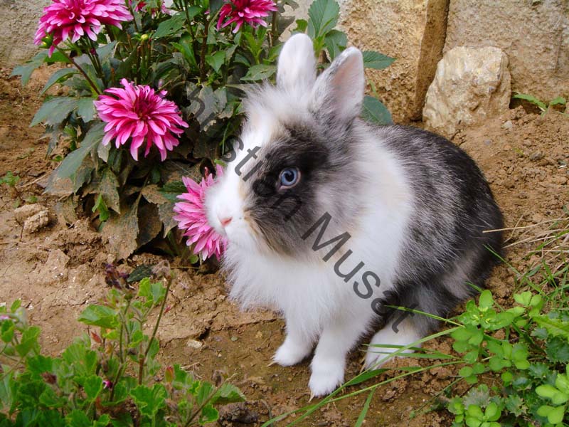 lapin nain 01