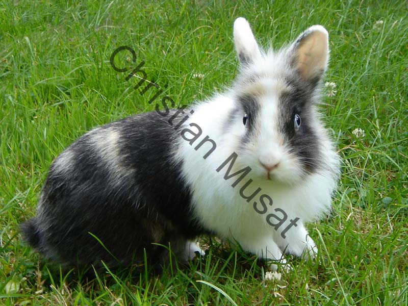 lapin nain 02