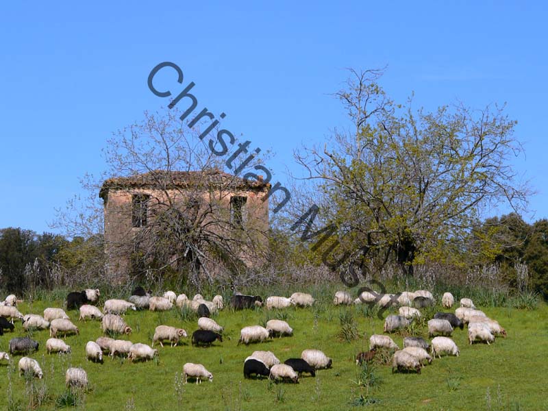 mouton 03