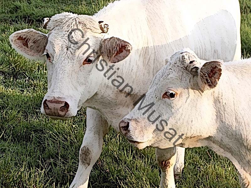 vache effet 02