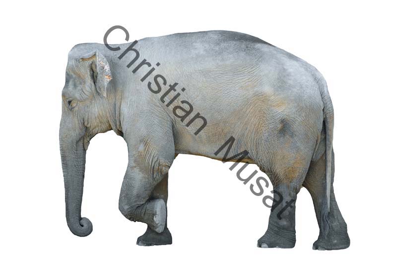 elephant detourage 03
