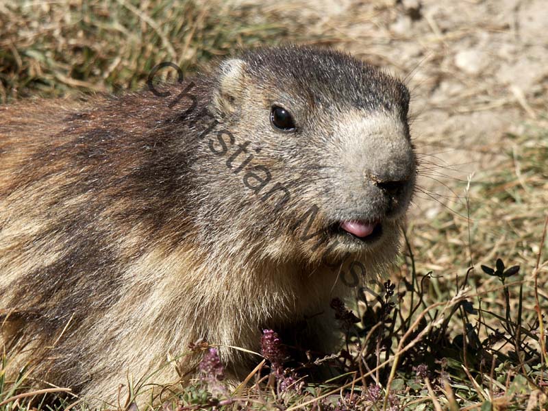 marmotte 08