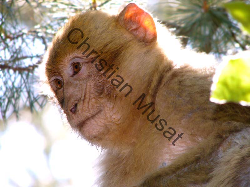 singe magot 002