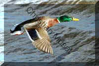canard au vol 006