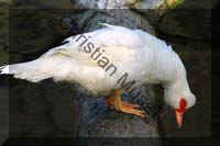 canard blanc 003