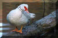 canard blanc 004