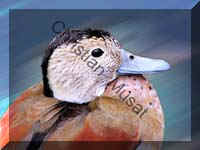 canard effet 003