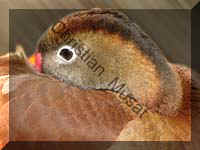 canard effet 004