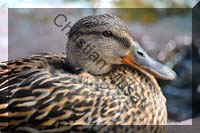 canard tete 005