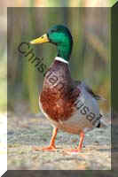 colvert 029