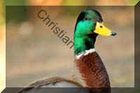 colvert 030