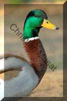 colvert 031