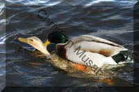 colvert 033