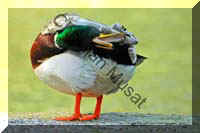 colvert 035