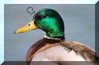 colvert 036
