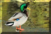 colvert 037