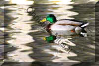 colvert 038