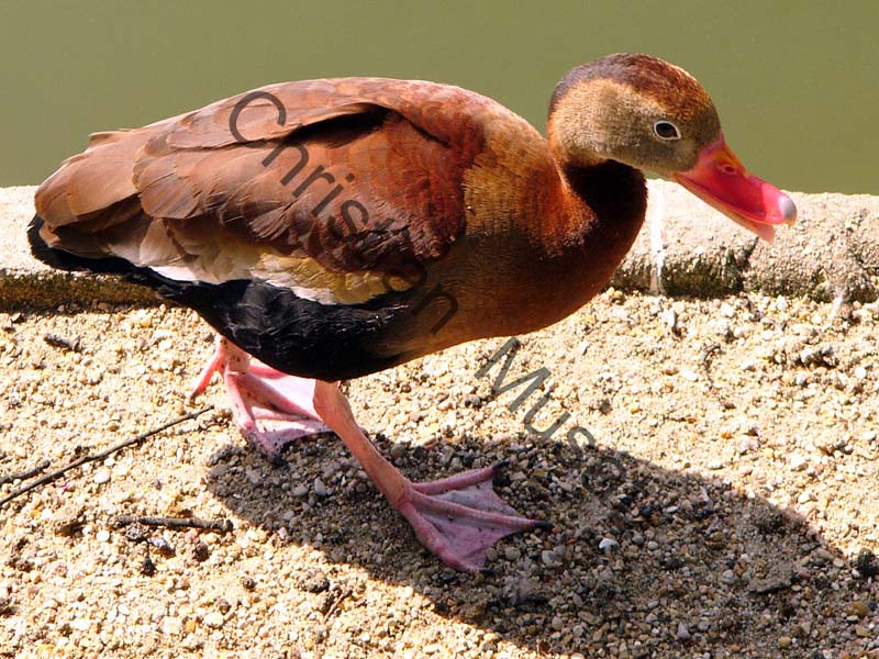 canard 001