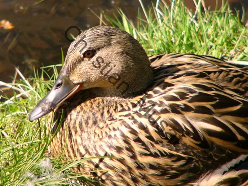 canard 007