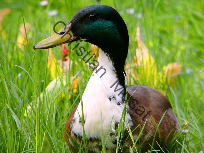 canard 010