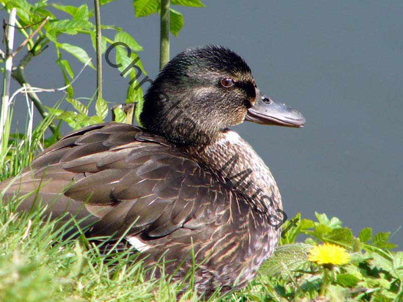 canard 011