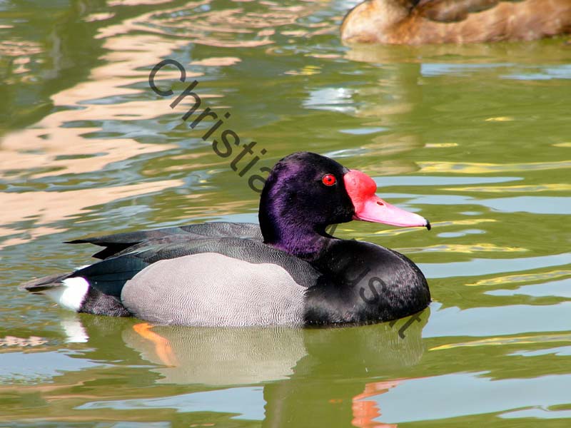 canard 020