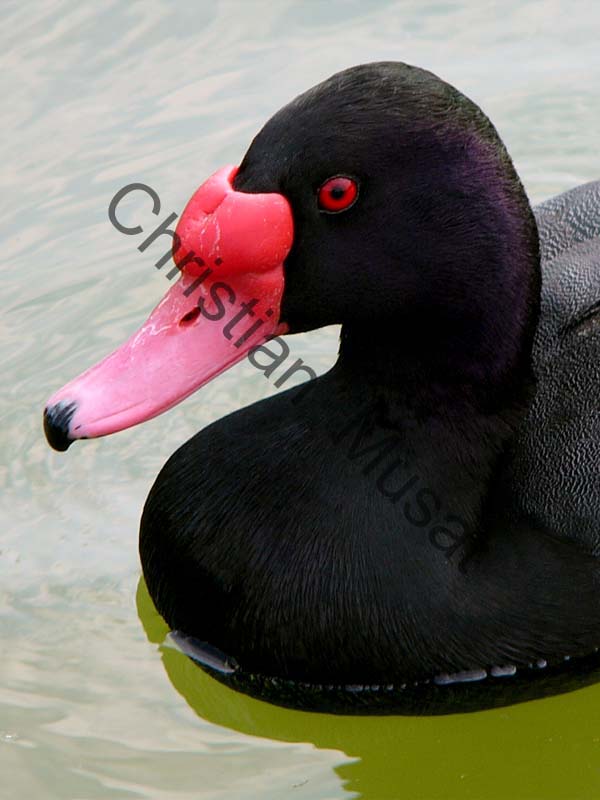canard 023